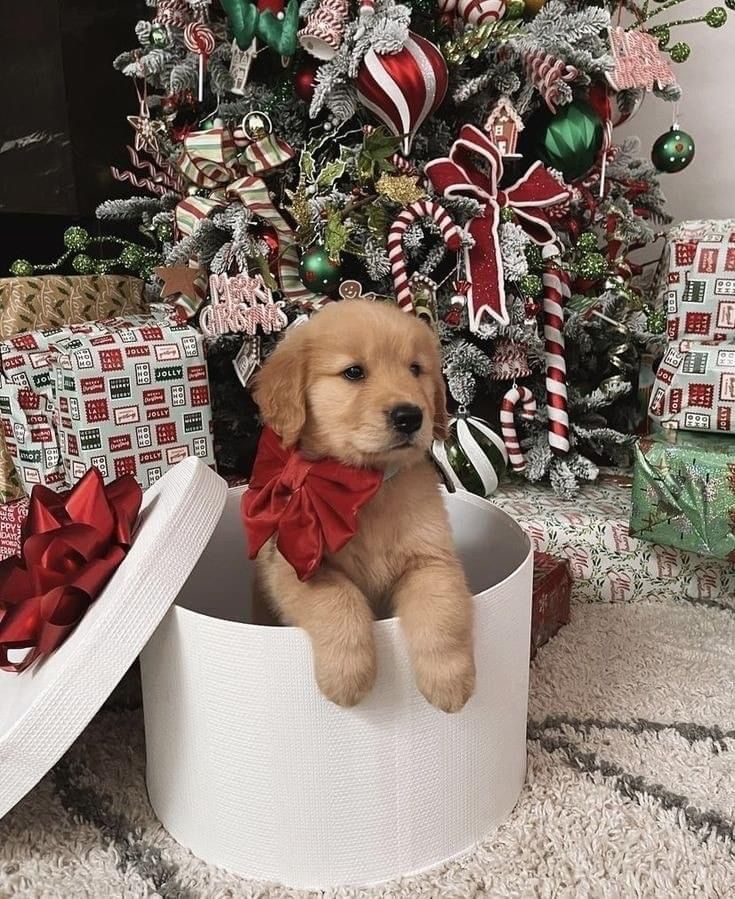 Puppy Gift